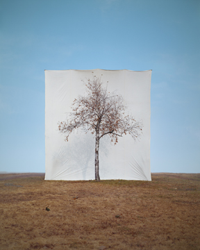 Myoung-Ho Lee, Tree 1, 2007