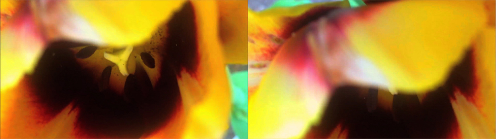 남화연, <욕망의 식물학>(2015), 2채널 비디오, 컬러, 사운드, 8분 23초, 국립현대미술관 소장 남화연, <욕망의 식물학>(2015), 2채널 비디오, 컬러, 사운드, 8분 23초, 국립현대미술관 소장