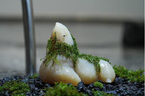 추수, ‹아가몬 5›(2025) 우뭇가사리, 이끼, 피어싱, 15×13×18cm, 협업: 독립정원 ⓒ홍철기, 국립현대미술관 제공