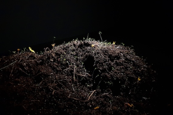 Compost Hill, 2022, compost fermented for 1 to 3 years, Dimension Variable, Photo: Gosari
