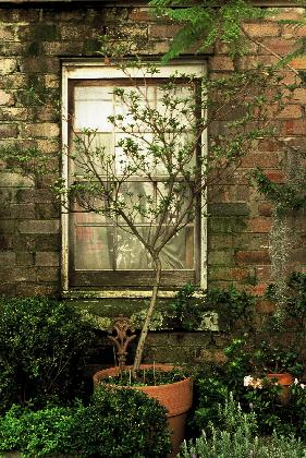 Kevin Platt, <Maple at Window>, 2015