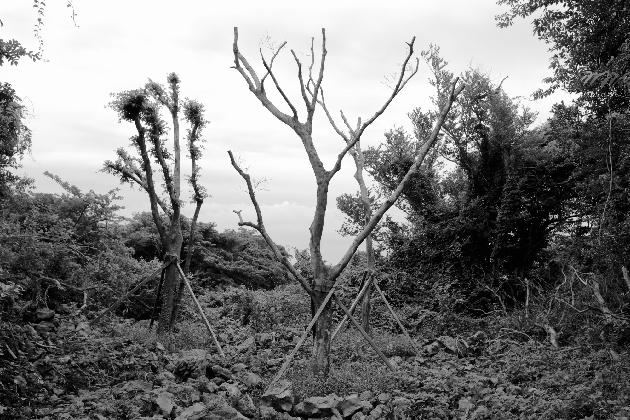 믹스라이스, 조경업자에게 훼손된 곶자왈에서 불법으로 옮겨진 팽나무 62그루 중 일부, 안덕면 동광리 산 91-4, 2016