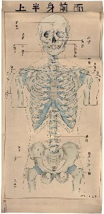 박래현, <예술해부괘도 (1) 전신골격>, 1940, 조시비미술대학 역사자료실 소장