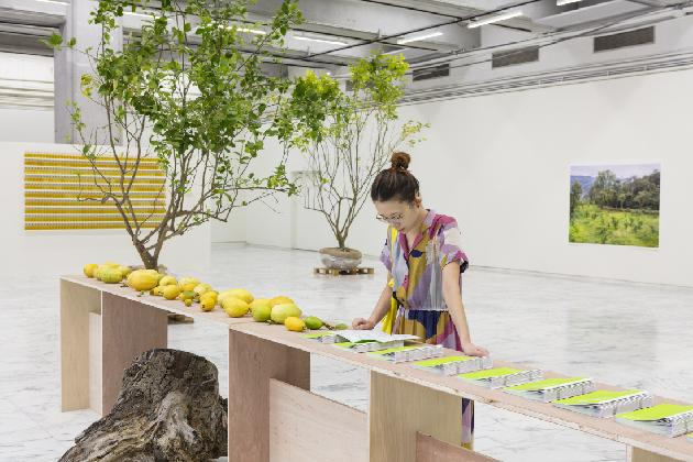 Po-Chih Huang, 〈500 Lemon Trees〉, 2016