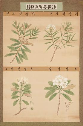 Jung Chanyoung, Poisonous Plants in Korea, 1940s, color on paper, 106.5×75cm, MMCA Collection