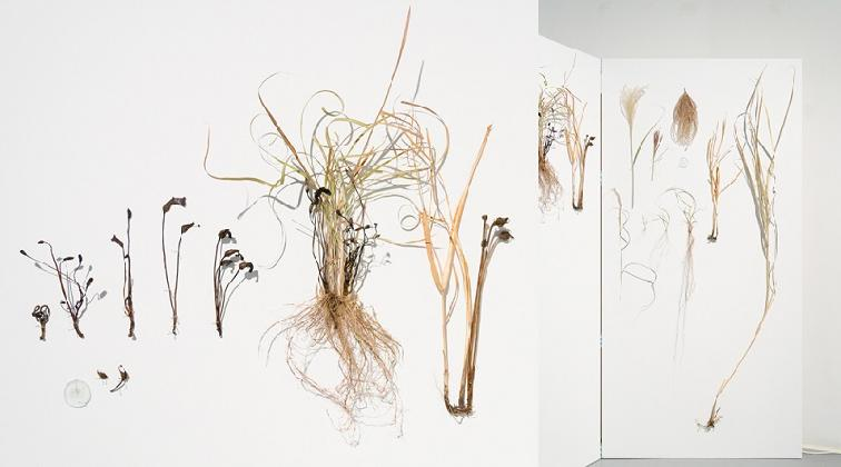 Soyo Lee, 〈Feral in Seoul - Yago(野菰), Mushroom in a Sense〉, 2021, Photograph by Ikhyun Gim.