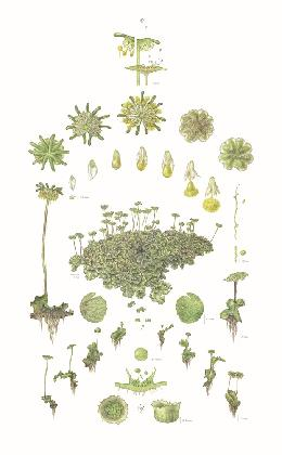 Shin Hyewoo,〈Marchantia polymorpha L.〉, 2021, watercolor on paper, 560x360cm