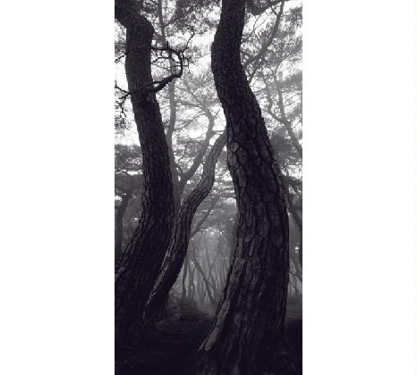 배병우, <snm1a-094v>, 2007