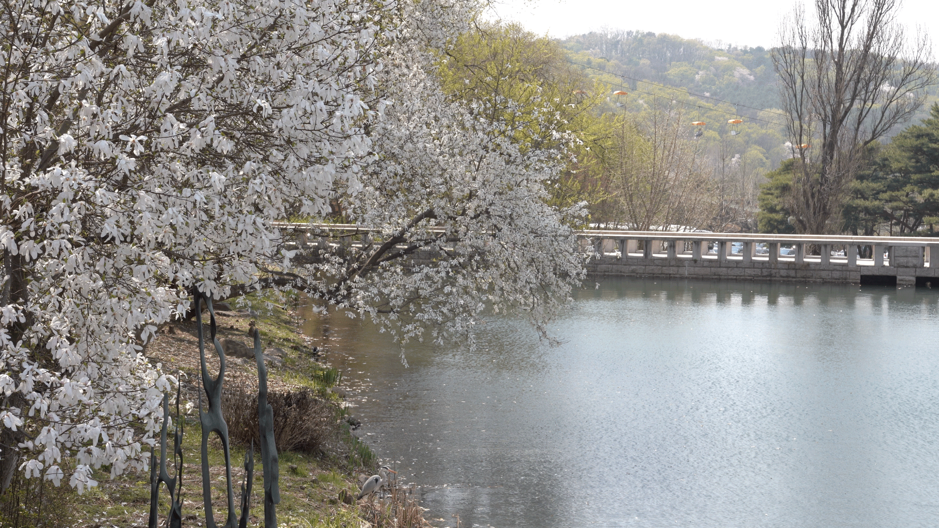 spring in Gwacheon