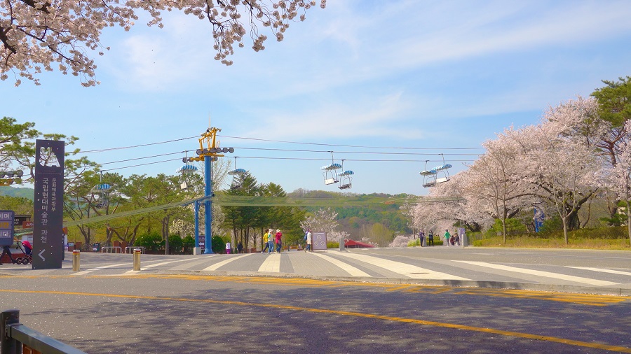 spring in Gwacheon l 2023